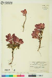 Arctostaphylos rubra image