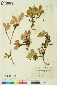 Arctostaphylos rubra image