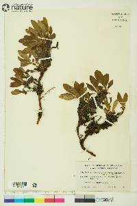 Arctostaphylos rubra image