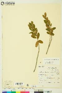 Chamaedaphne calyculata image