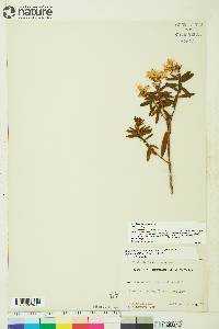 Rhododendron groenlandicum image