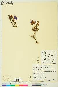 Rhododendron lapponicum image