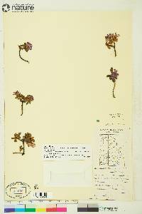 Rhododendron lapponicum image