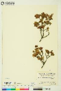 Rhododendron lapponicum image