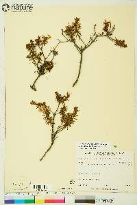 Rhododendron tomentosum image