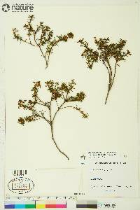 Rhododendron tomentosum image