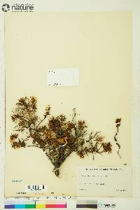 Rhododendron tomentosum subsp. decumbens image