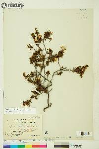 Rhododendron tomentosum subsp. decumbens image