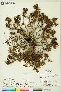 Rhododendron tomentosum subsp. decumbens image