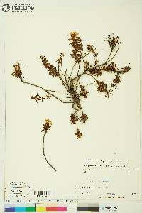 Rhododendron tomentosum image