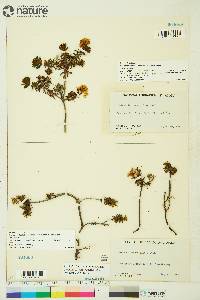 Rhododendron tomentosum image