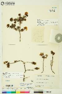 Rhododendron tomentosum image