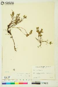 Vaccinium microphyllum image