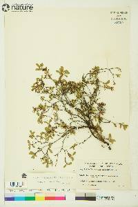 Vaccinium microphyllum image