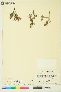 Vaccinium uliginosum image