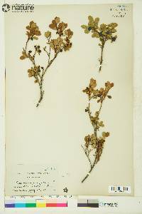 Vaccinium uliginosum image