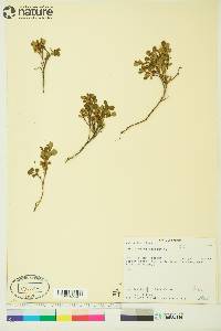 Vaccinium uliginosum image