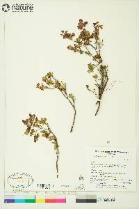 Vaccinium uliginosum image