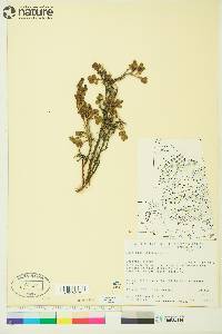 Vaccinium uliginosum image