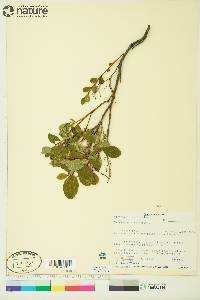 Vaccinium uliginosum image