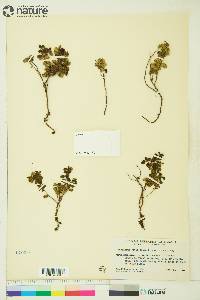 Vaccinium vitis-idaea image