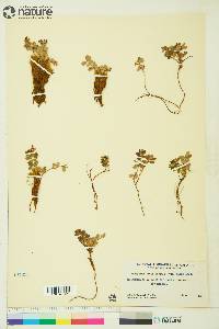 Vaccinium vitis-idaea subsp. minus image