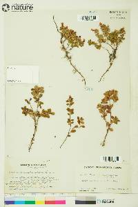 Vaccinium vitis-idaea image