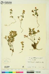 Vaccinium vitis-idaea subsp. minus image