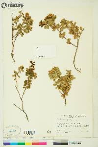 Vaccinium vitis-idaea image