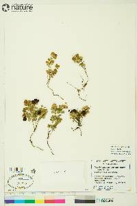 Vaccinium vitis-idaea subsp. minus image