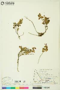 Vaccinium vitis-idaea subsp. minus image