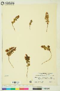 Vaccinium vitis-idaea image