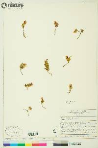 Vaccinium vitis-idaea image