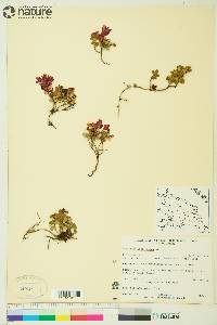 Vaccinium vitis-idaea image