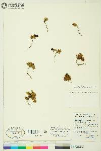 Vaccinium vitis-idaea image