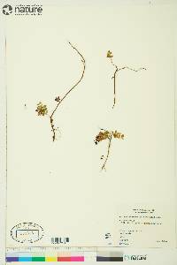 Vaccinium vitis-idaea image