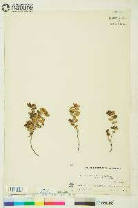 Vaccinium vitis-idaea image