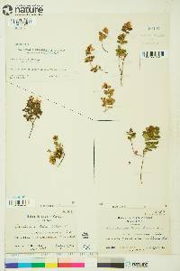 Vaccinium vitis-idaea image