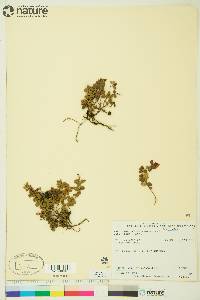 Vaccinium vitis-idaea image