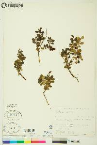 Vaccinium vitis-idaea image