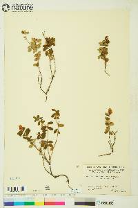 Vaccinium vitis-idaea image