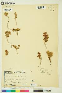 Vaccinium vitis-idaea image