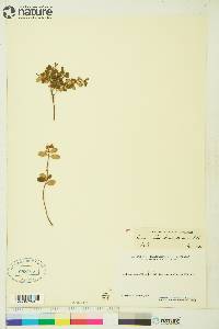 Vaccinium vitis-idaea image