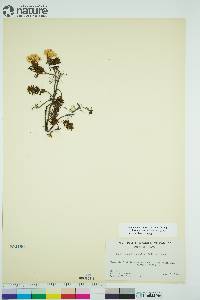 Rhododendron tomentosum image