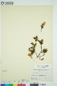 Rhododendron tomentosum image