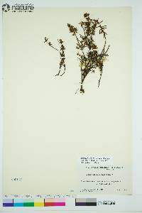 Rhododendron tomentosum image