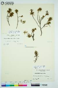 Rhododendron tomentosum image