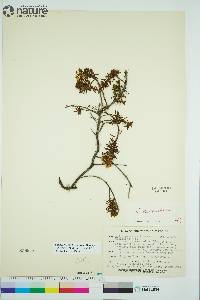 Rhododendron tomentosum image