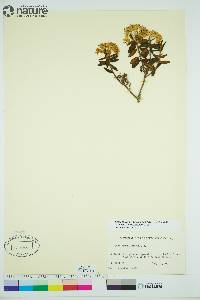 Rhododendron groenlandicum image