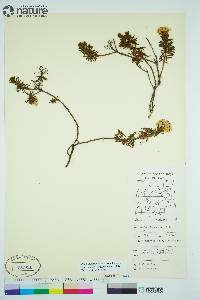 Rhododendron tomentosum subsp. decumbens image